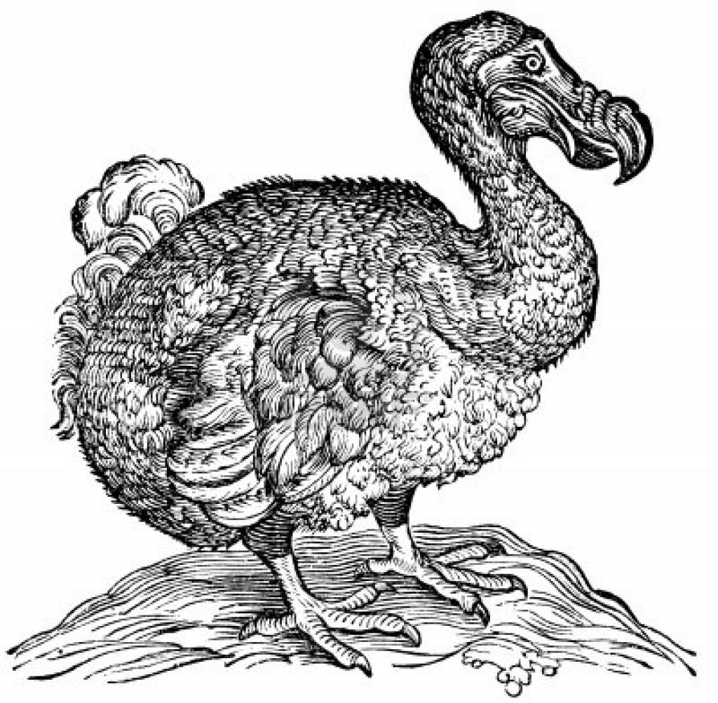 14046079-dodo-bird-engraving